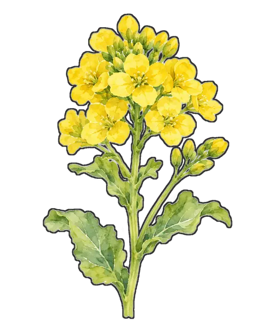 菜の花の枠付き版
